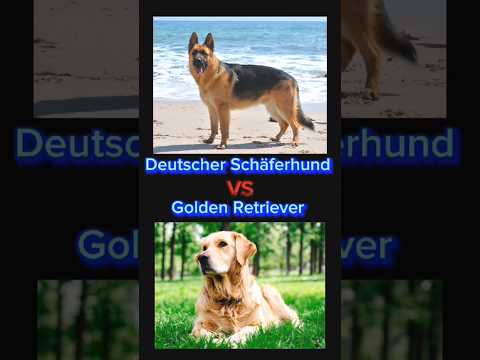 Deutscher Schäferhund VS Golden Retriever 🐶 #edit #hunde