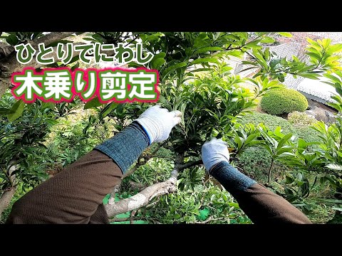 庭で緑廃棄物を燃やすことは禁止されています プラスチック ポリスチレン エアロゾル タイヤ 缶処理された塗装木材