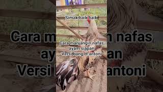Download lagu How to improve chicken breath mp3