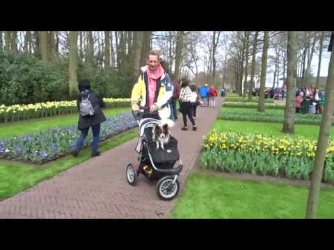 Keukenhof 2018
