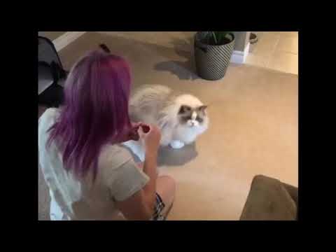 teaching Ragdoll Cat new tricks