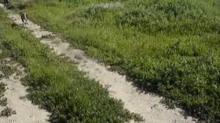 Makeda with  Thai Ridgebacks