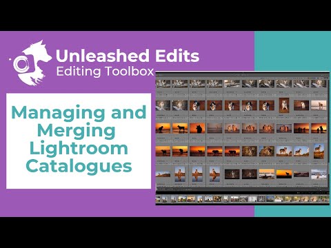 Managing and Merging Lightroom Catalogues - Dog Photography Editing