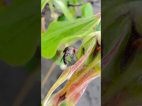 Morning walk at Playa Hermosa in Bahía Ballena, Osa, Puntarenas, Costa Rica 🇨🇷 I’m