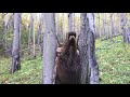 Viral   Two Trees Stop 40 mph Bull Elk Instantly