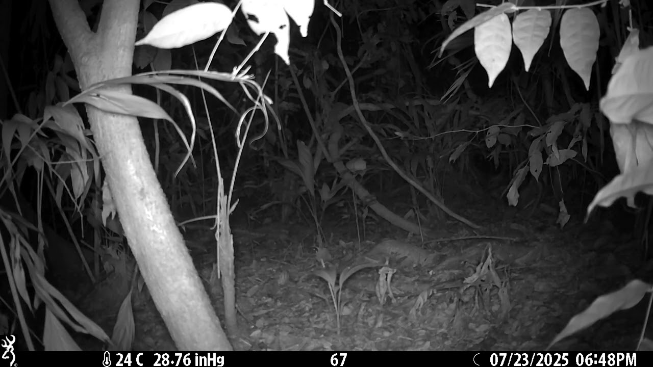 Perro fantasma captado por c&aacute;maras trampa en Bolivia - YouTube