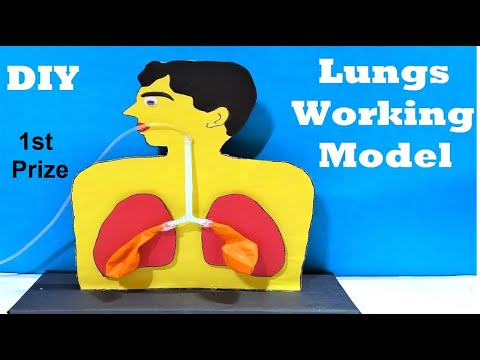 human digestive system working model 3d science project for science exhibition diy howtofunda