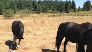 preview picture of video 'Horseback Riding In Colton Oregon'