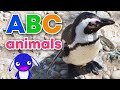 Learn Abc With Fun Animal Facts Educational Alphabet Animal Video For Kids