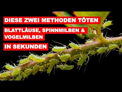 Blattläuse bekämpfen: Die ultimative Anleitung gegen die grüne Plage!