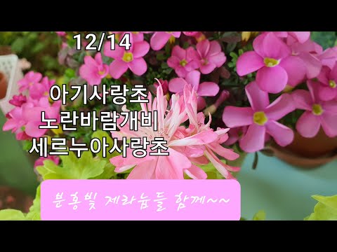 12월 14일 아기사랑초,  노란바람개비, 세르누아사랑초,  분홍제라늄들