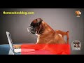 How to Home School Your Dog Unique Dog Training Course