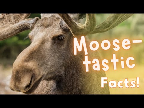 AMAZING Moose Facts! 🫎 Learn about the Moose with us! Animal Facts for Kids | Facts about Moose