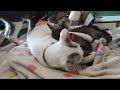 COCO SWEET MOMENT WITH OTHER KITTENS- Vlog#149 #cat #coco