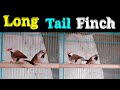Long Tail Finch Finch Cage Size Breeding Tips Longtailfinch Finch Goldenfinch