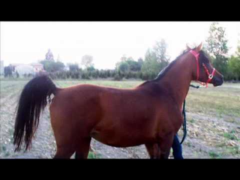 DA NEGEV (by Massai Ibn Marenga)