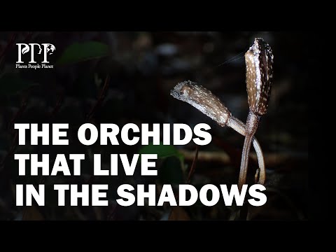 Self-pollinating, non-photosynthetic orchids that live in the shadows