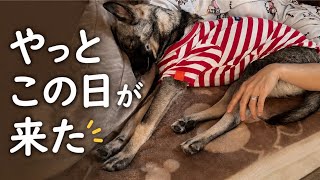 「保護犬いと君、初めてみんなで寝た夜。」