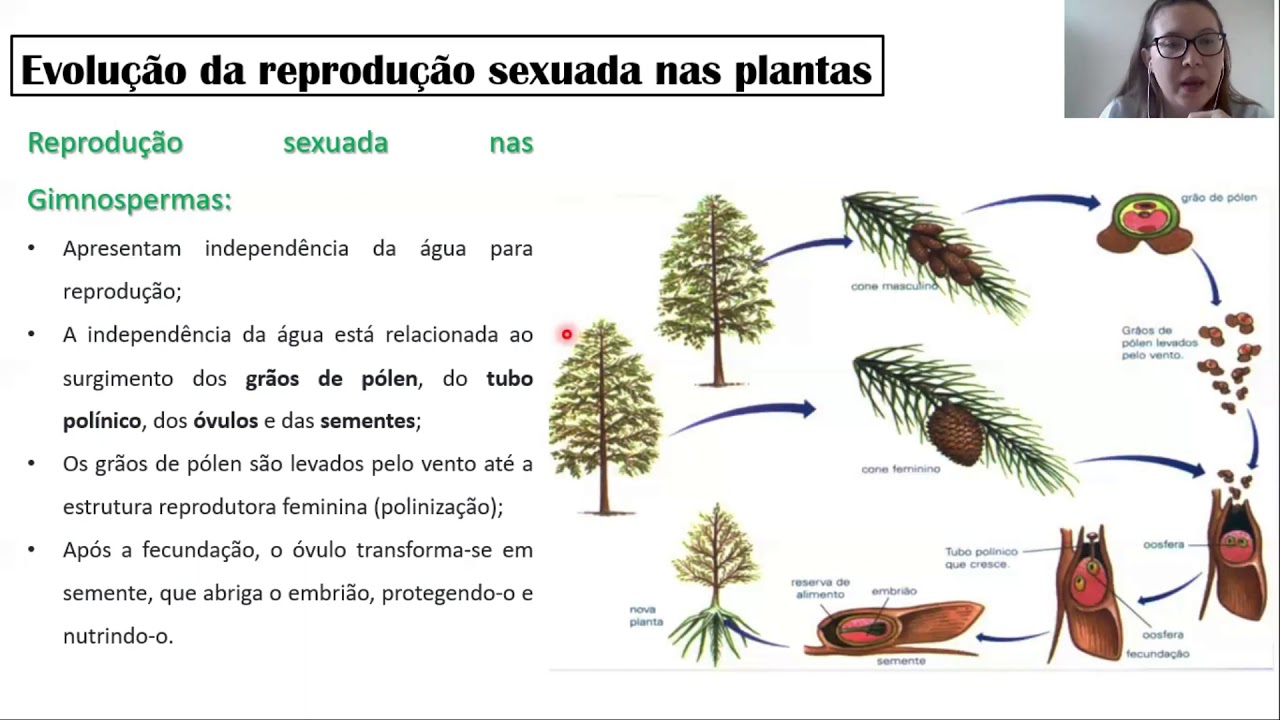 Ciências| 8º Ano| Reprodução em plantas.