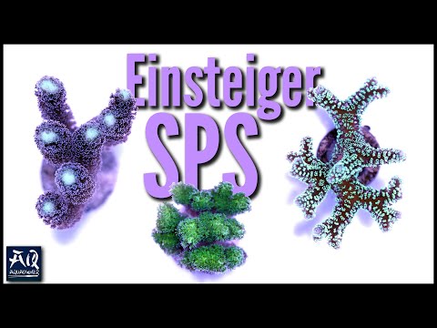 Top 5 einfache SPS Korallen | AquaOwner