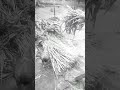 Old Is Gold Song M Pal Do Pal Ka Shayar Hu Viral Sad Song Youtubeshortvideo