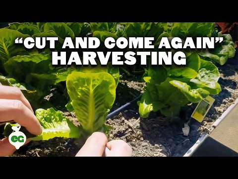 Maximize Harvesting Lettuce With The Cut and Come Again Method