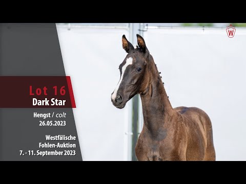 Fohlen-Auktion Lot 16 Dark Star Hengst v. Diamantenglanz - Feinsinn