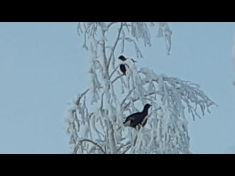 Teeren talvipyyntiä