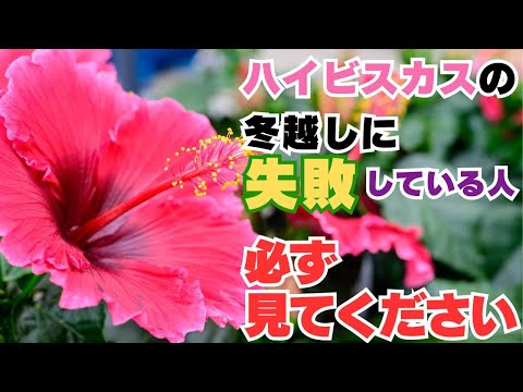 キョウチクトウを鉢や地植えで越冬するにはどうすればよいですか？寒さから守るのはいつですか？  庭園