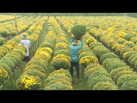 Flower village in Vietnam’s Mekong Delta gears up for Lunar New Year | AFP