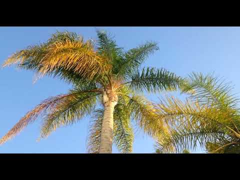 Stock Footage: Palm Tree in Breeze #67D