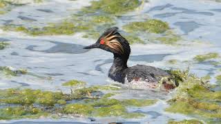 Birds of Western Canada