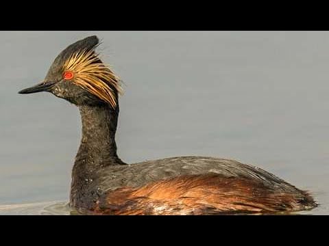 Potápka čierno-krká (Podiceps nigricollis) – svadobný šat na hladine
