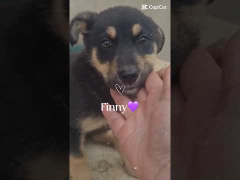 Regalo Finny splendida dolce cucciola simil pastorina cerca famiglia 