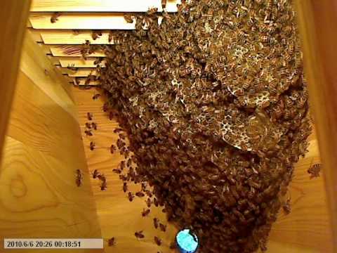 Life inside the beehive part 7 / Livet i bikupan del 7