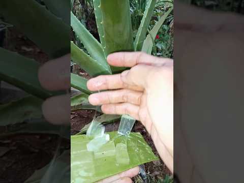 kupas lidah buaya (aloevera) #short#shorts#shortsfeed #feedshorts #shortsvideo
