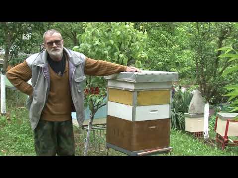 DA LI JE MOGUĆE ?! Kako da SVAKA bagremova paša bude dobra - BAGREM UVEK DAJE MED - čudni ramovi