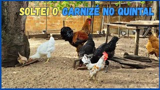 Soltando o Garnizé com as Galinhas no Quintal 