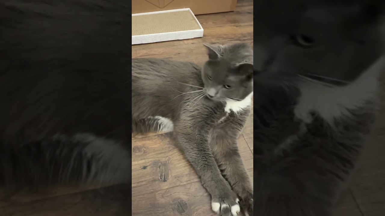 Enlarge Cardamom, a Adoptable Domestic Short Hair in Chapel Hill, NC video 6/6