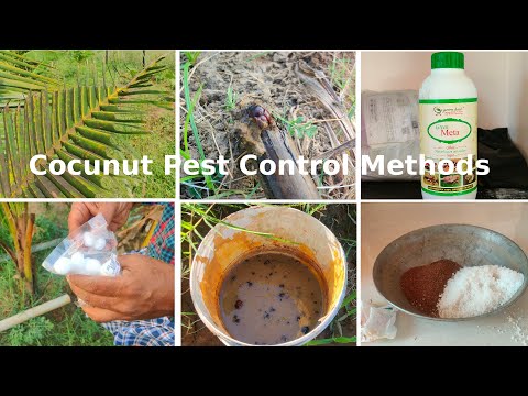 Coconut Rhinoceros beetle(Kaṇṭamiruka vaṇdu) pest control methods