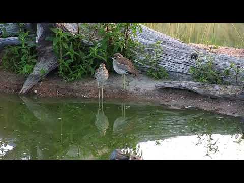 Djuma: Water Thick-knees - 06:27 -  03/08/19