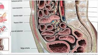 6 Generalidades aparato digestivo - Capas mesenter