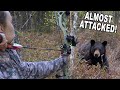 Archery Bear Kill at 7 YARDS!