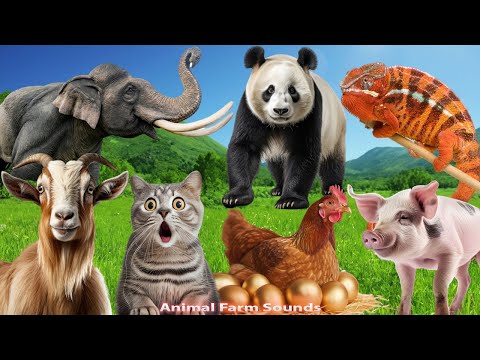 The Most Interesting Animals: Elephant, Panda, Goat, Chicken, Pig, Cat, Chameleon - Animal Paradise