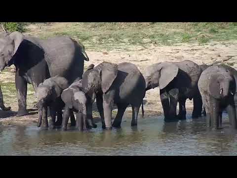 Djuma: Elephants get a quick drink - 16:05 - 10/30/20