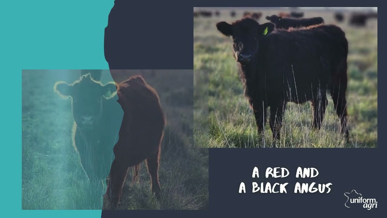 Vlog episode 21 | Exploring Argentina's Agricultural Potential: Farm Visits and New Partnerships