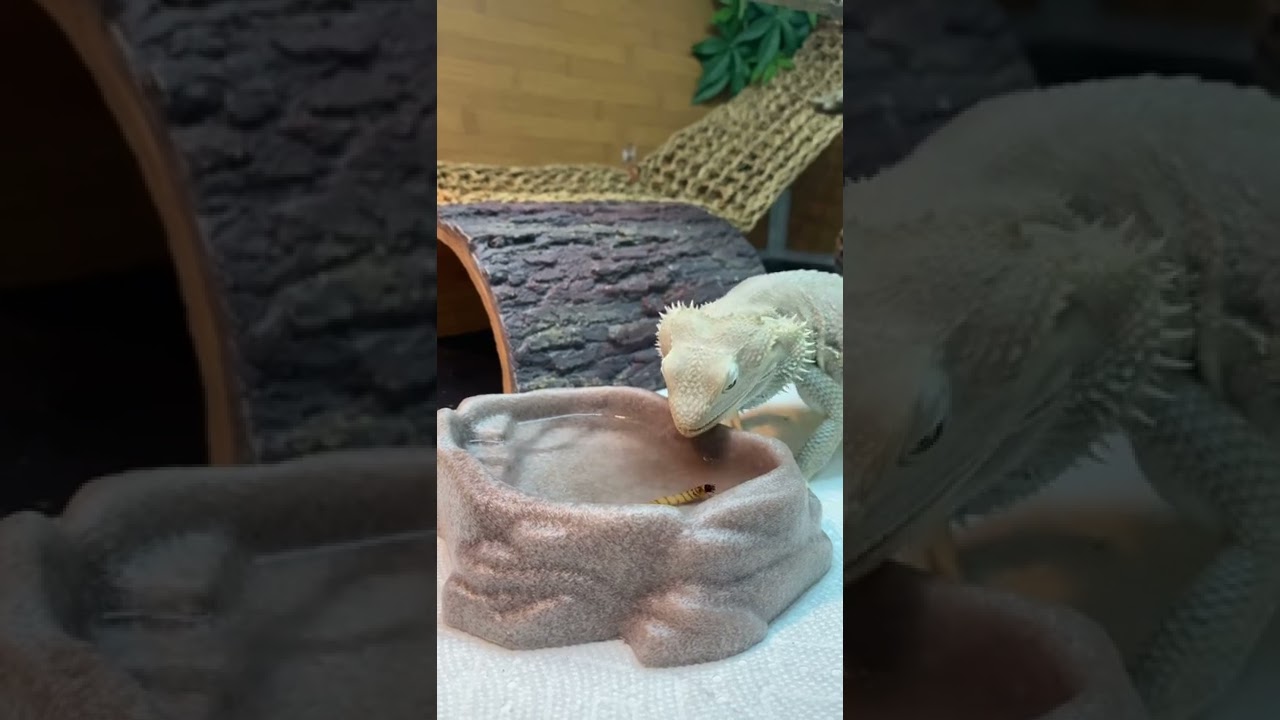 Can you retrofit Apple CarPlay for Mercedes? Tipseri