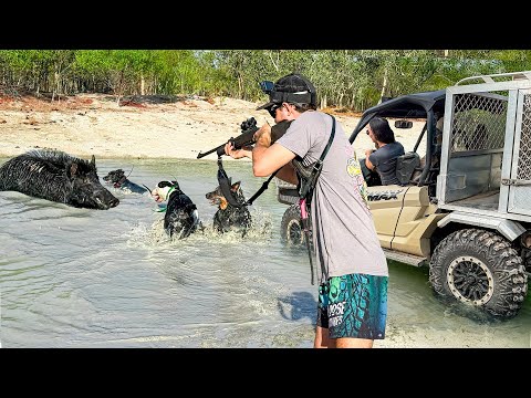 Wild Pig Hunt From The Buggy Using Working Dogs
