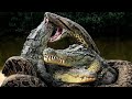 Caiman And Anaconda The Blood Soaked Battle Of The Reptiles Documentary