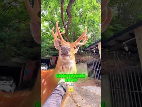 Wanna know what it feels like to pet a sika deer? 🦌👋 #funny #shorts